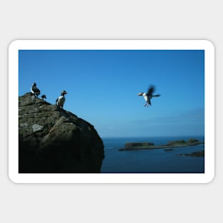 Puffin landing Sticker